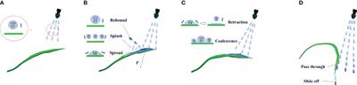 An intelligent spraying system for weeds in wheat fields based on a dynamic model of droplets impacting wheat leaves